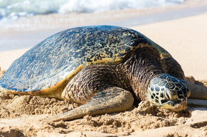 Oahu: Grand Tour Around Island 16 Locations plus Snorkeling - Why This 16-Stop Oʻahu Tour Feels Like a Smart First Day