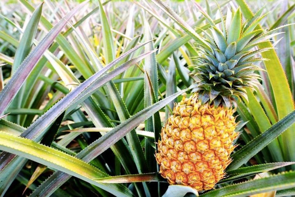 Oahu: Guided Tour of North Shore and Waimea Botanical Garden - The day’s structure: North Shore beaches, Waimea Valley, then Dole