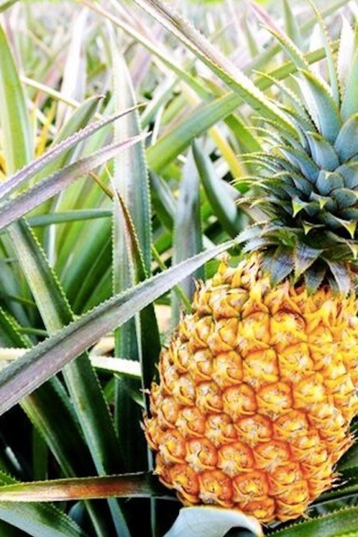 Oahu: Guided Tour of North Shore and Waimea Botanical Garden - Food you can actually plan around: shaved ice, fruit, shrimp plates, and Dole treats