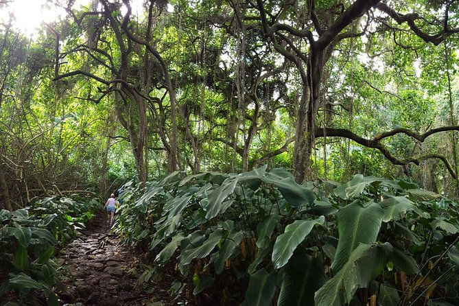 Oahu Hidden Waterfall Hike: A Tropical Paradise Adventure - Likeke Falls: the 35-foot double-tier payoff