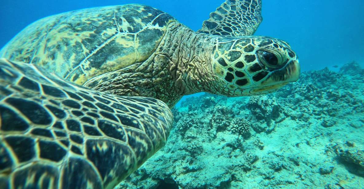 Oahu: Honolulu Turtle Canyon Snorkeling Tour - Why Turtle Canyon Snorkeling Feels Special Off Waikiki