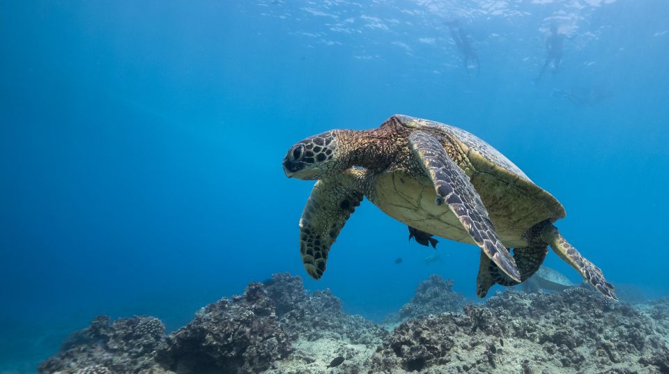 Oahu: Honolulu Turtle Canyon Snorkeling Tour - Price and What Your $138 Actually Buys