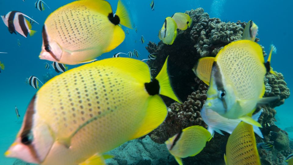 Oahu: Honolulu Turtle Canyon Snorkeling Tour - The 3-Hour Flow: From Warm-Up to Turtle Canyon Moments