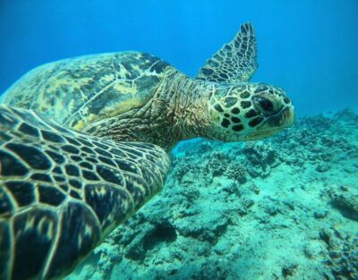 Oahu: Honolulu Turtle Canyon Snorkeling Tour - Getting There: Check-In at Dive Oahu – Ala Moana