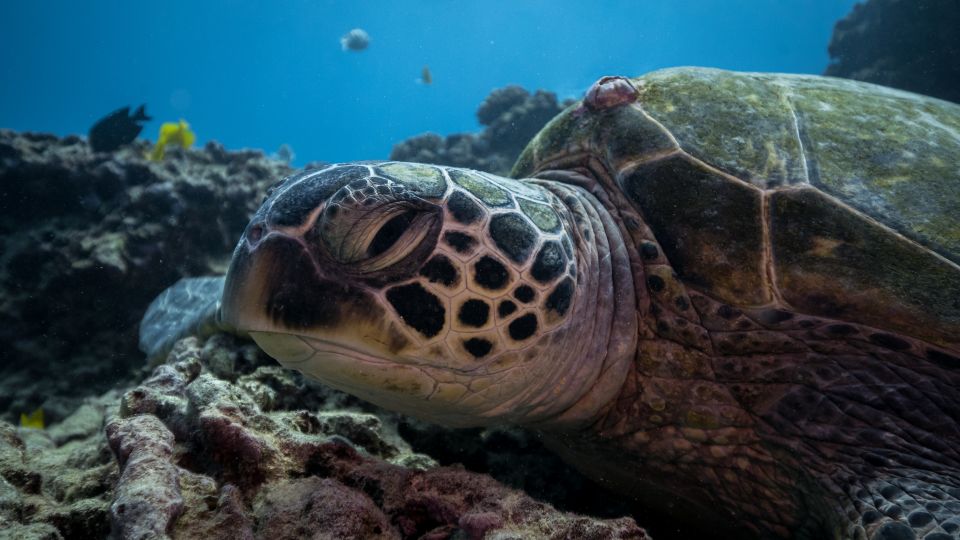 Oahu: Honolulu Turtle Canyon Snorkeling Tour - The Guides Make the Difference (And You’ll Notice It Fast)