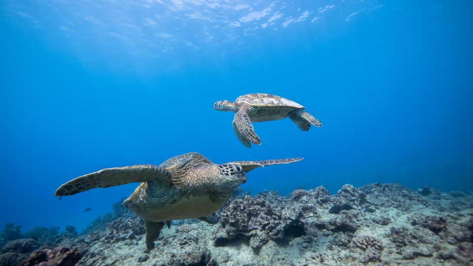 Oahu: Honolulu Turtle Canyon Snorkeling Tour - Should You Book Turtle Canyon Snorkeling from Honolulu?