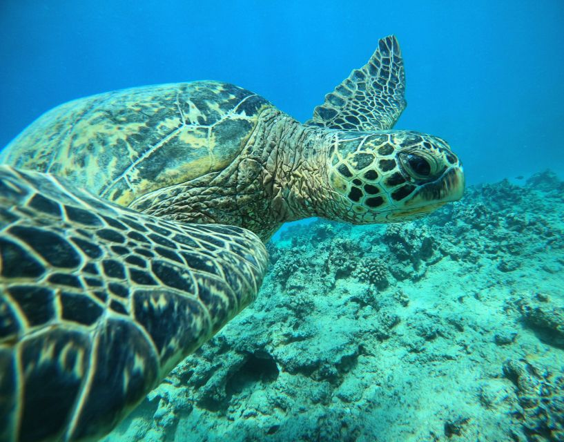 Oahu: Honolulu Turtle Canyon Snorkeling Tour - Getting There: Check-In at Dive Oahu – Ala Moana