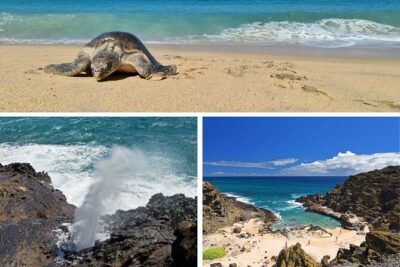 Oahu Island Tour: 13 ppl Max, Snorkel at Turtle Beach + Lunch - Byodo-in Temple: where the day gets calmer (and worth the time)