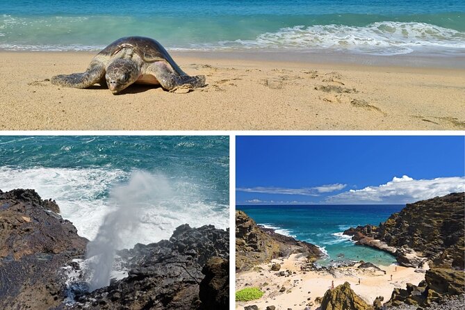 Oahu Island Tour: 13 ppl Max, Snorkel at Turtle Beach + Lunch - Byodo-in Temple: where the day gets calmer (and worth the time)