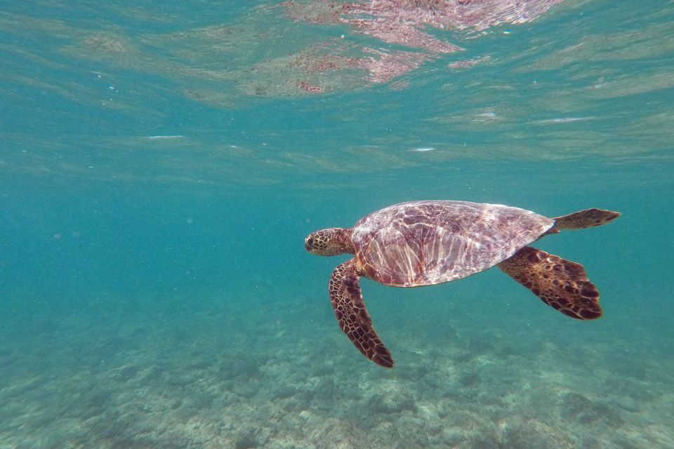 Oahu: Kailua Guided Kayak Excursion with Lunch - Eco-Friendly Kayak Time: Marine Plastics Collection Without the Lecture