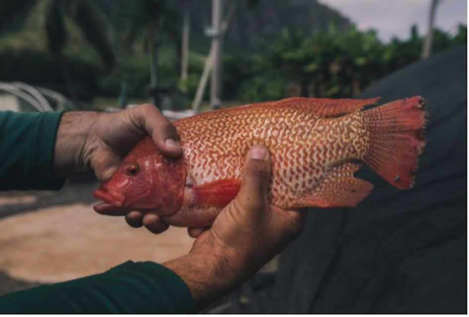 Oahu: Kualoa Movie Sites, Jungle, and Buffet Tour Package - A Quick Decision Checklist: Should You Book?