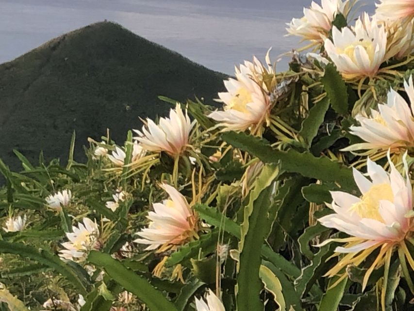 Oahu: Manoa Falls Hike and east side beach day - Kailua Beach Park: Why This Afternoon Stop Works
