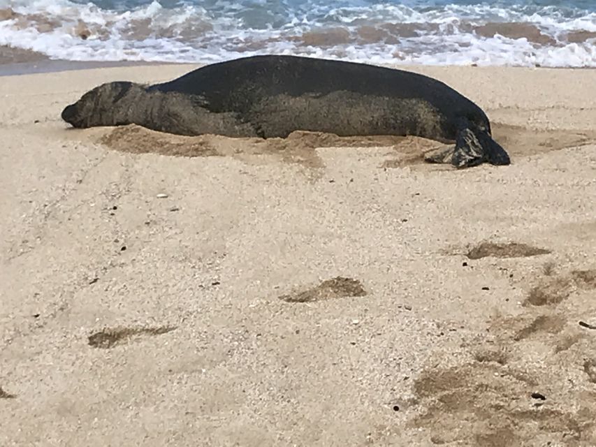Oahu: Manoa Falls Hike and east side beach day - Guide Shamus (and Sandy the Service Dog): The Human Factor That Makes It Memorable
