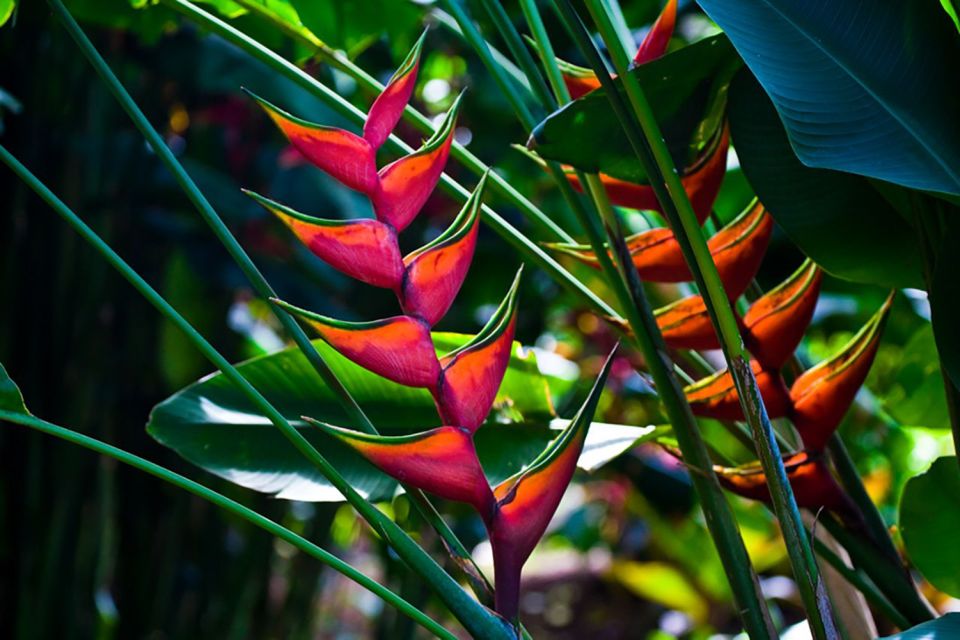 Oahu: Manoa Falls Waterfall Hike with Lunch and Transfers - Tips That Make a Big Difference: Rain, Bugs, Shoes