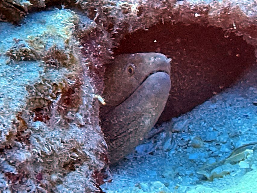 Oahu Night Dive: Adventure for Certified Divers - Should you book this Oahu night scuba outing?