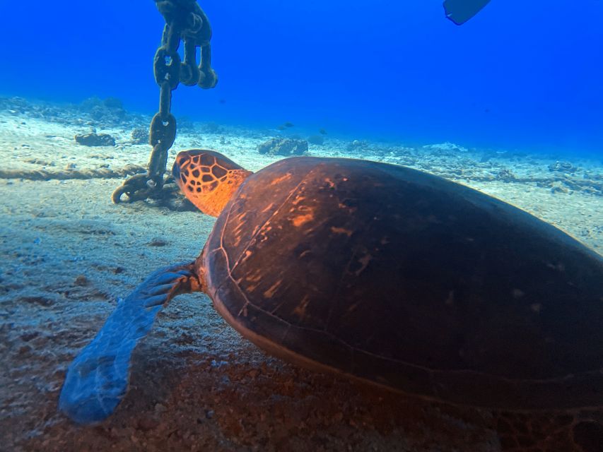Oahu Night Dive: Adventure for Certified Divers - Why Oahu looks different after dark