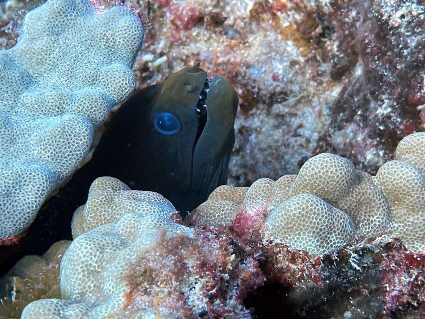 Oahu Night Dive: Adventure for Certified Divers - Second underwater session in complete darkness: where spotting really counts