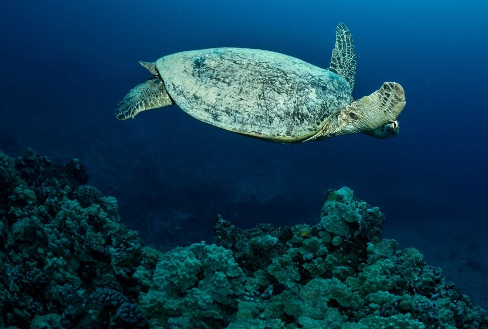 Oahu Night Dive: Adventure for Certified Divers - Gear rental value: why included equipment matters at night