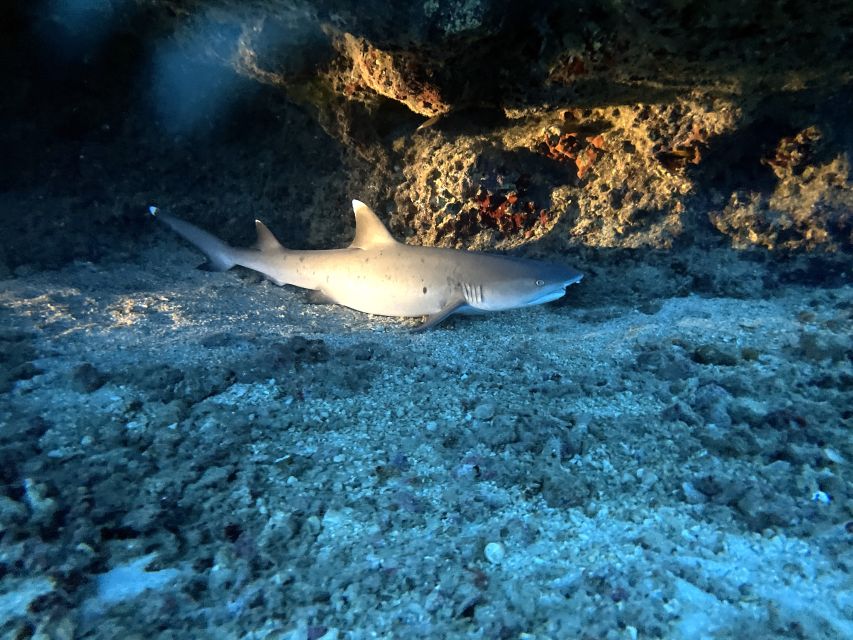 Oahu Night Dive: Adventure for Certified Divers - Where to meet and how the first 25 minutes set you up
