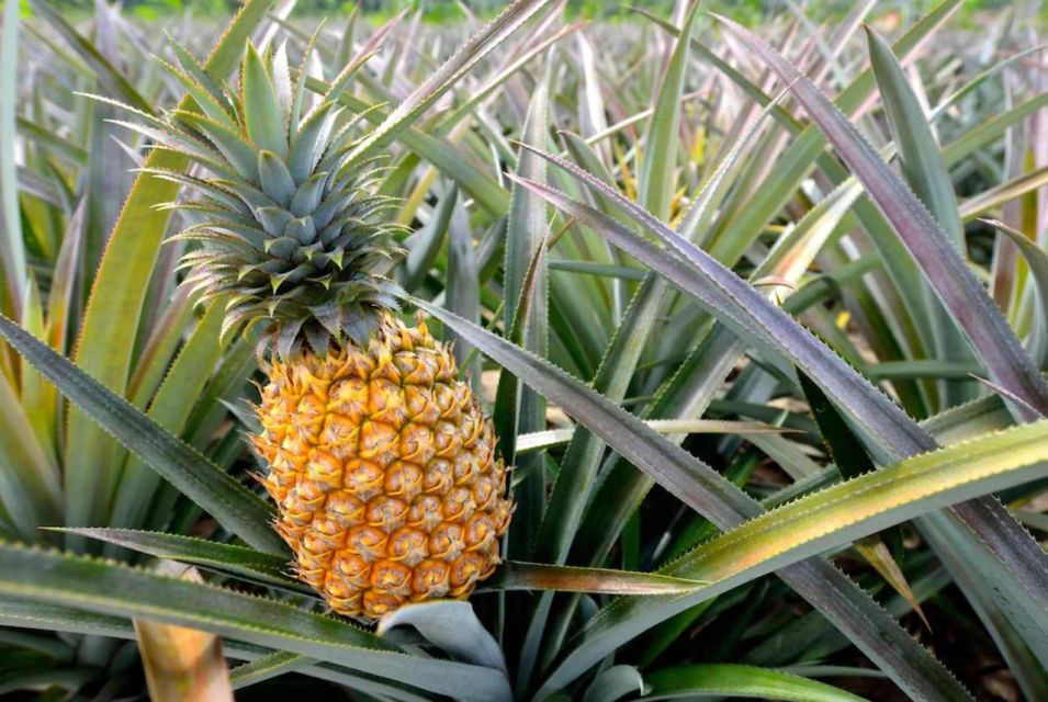 Oahu: North Shore Dole Pineapple Farm Tour - Key things to know before you go
