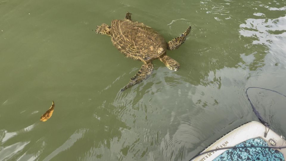 Oahu: North Shore Haleiwa Paddleboard River Adventure - Who this is best for (and who should skip it)