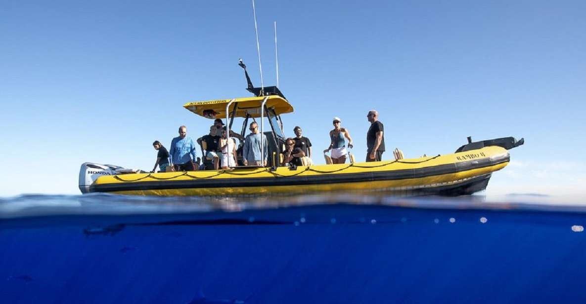 Oahu: North Shore Marine Life Tour from Haleiwa - Key highlights to look for