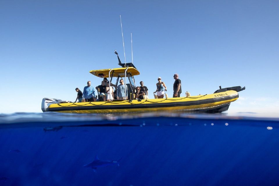 Oahu: North Shore Marine Life Tour from Haleiwa - Scheduling: fitting 90 minutes of North Shore wildlife into your trip