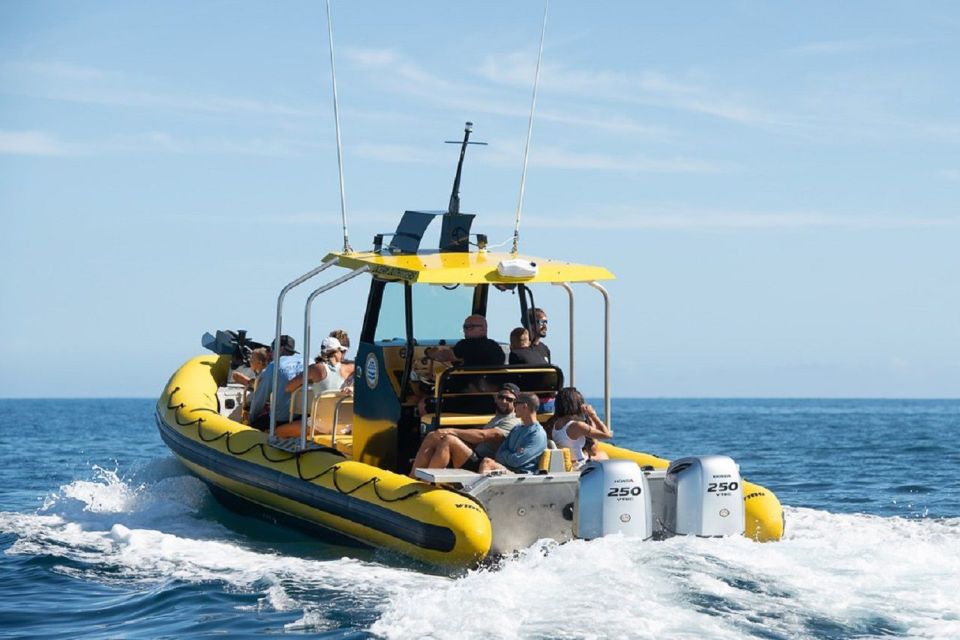 Oahu: North Shore Marine Life Tour from Haleiwa - The Ka’ena coastline route: how the search works on a fast 90-minute run