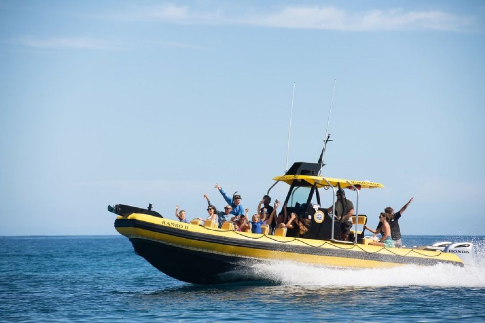 Oahu: North Shore Marine Life Tour from Haleiwa - Sea turtles and dolphins: why slowing down makes the sightings better