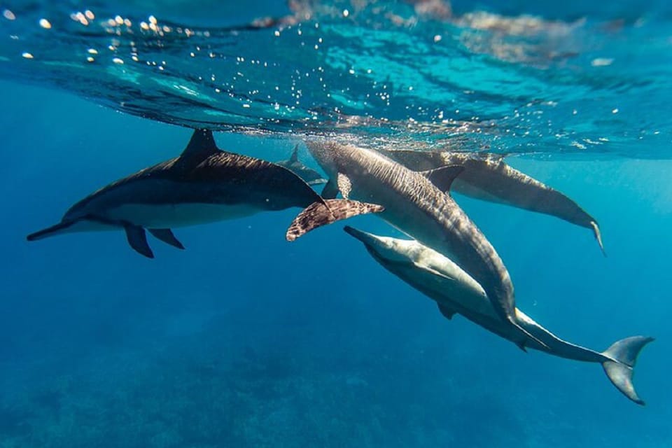Oahu: North Shore Snorkeling Tour from Haleiwa - What actually happens once you’re in the water