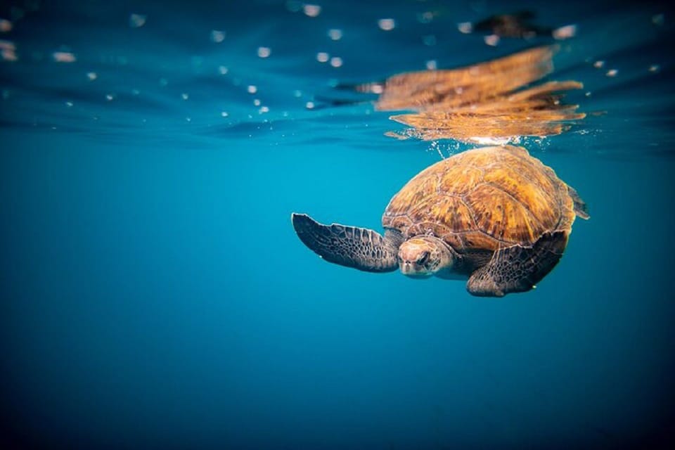 Oahu: North Shore Snorkeling Tour from Haleiwa - Gear and what to bring for a 2-hour snorkel