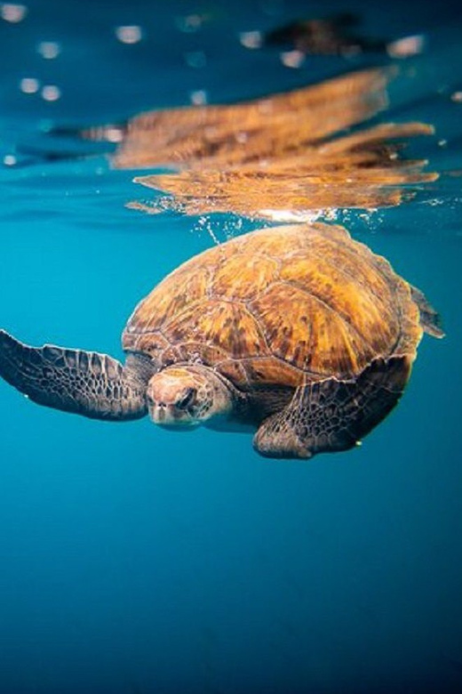 Oahu: North Shore Snorkeling Tour from Haleiwa - The North Shore starting point: Waimea Bay and why it’s such a draw