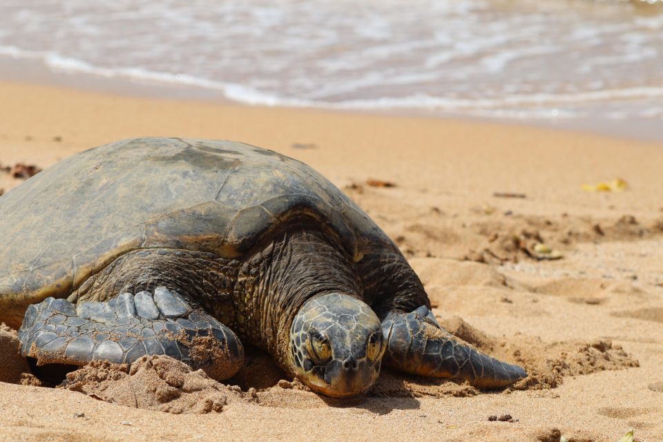 Oahu: Oahu Ultimate Grand Circle Island Tour - Starting at Hyatt Regency Waikiki: your smooth day starts early