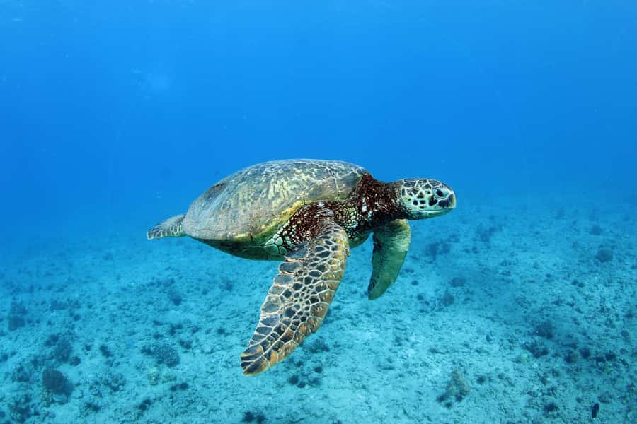Oahu: Off road Stand-Up ATV and Sunset Snorkel Cruise - Logistics that matter: check-in, what you can bring, and what to wear