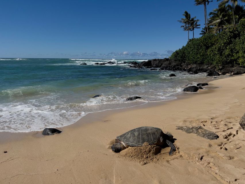 Oahu: Private Best of Oahu Sightseeing Tour - Sea Cliffs, Windward Views, and Coastal Photo Stops That Mean Something