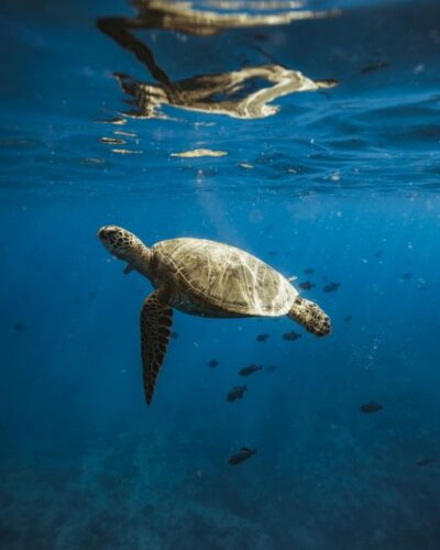 Oahu: Private Catamaran Sunset Cruise & Optional Snorkeling - Diamond Head and Waikiki from offshore: how the route feels