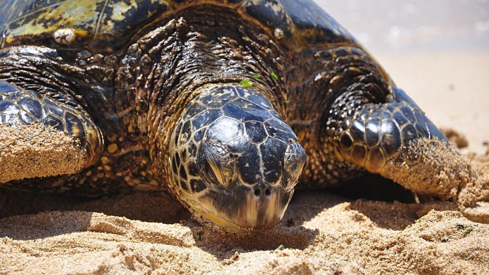 Oahu: Private Custom Island Tour - How private island time feels different than a bus day