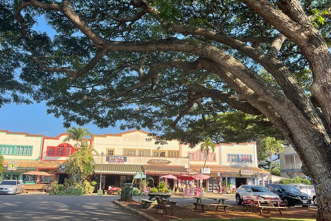 Oahu Private Tour North Shore, Waimea Falls and Dole Plantation - Laniakea Beach Turtle Watching With Good Etiquette