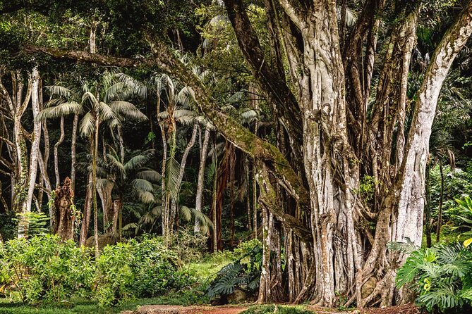 Oahu Private Tour North Shore, Waimea Falls and Dole Plantation - North Shore Macadamia Nut Company: Coffee, Products, and Sweet Smarts