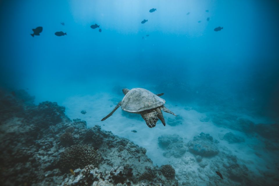 Oahu: Private Turtle Snorkeling with Customizable Itinerary - Kewalo Basin Harbor cruise: views before the snorkeling work