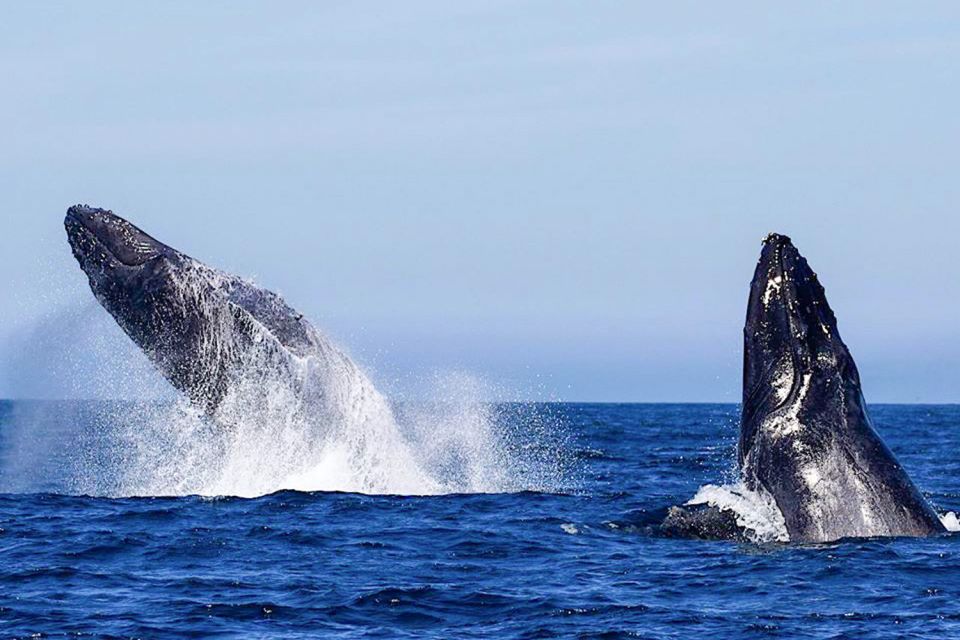Oahu: Seasonal Whale Watch Cruise - Quick Takeaways Before You Go