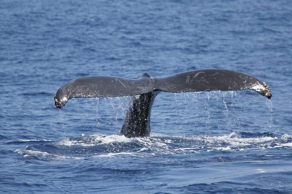 Oahu: Seasonal Whale Watch Cruise - Key Points I’d Use to Choose This Cruise