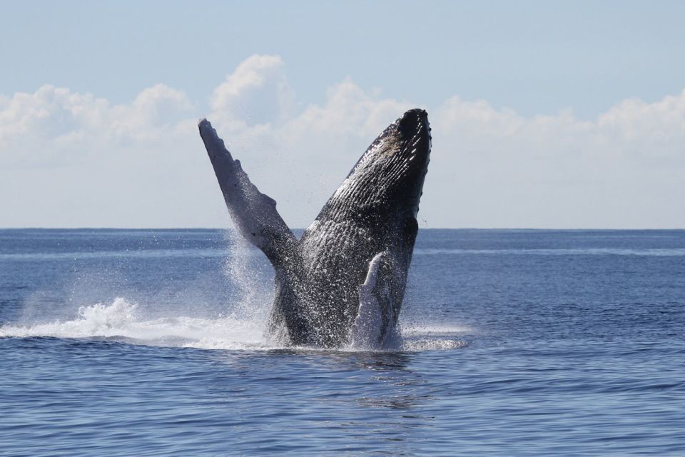 Oahu: Seasonal Whale Watch Cruise - The Boat Experience: Choosing Your Deck Without Missing Anything
