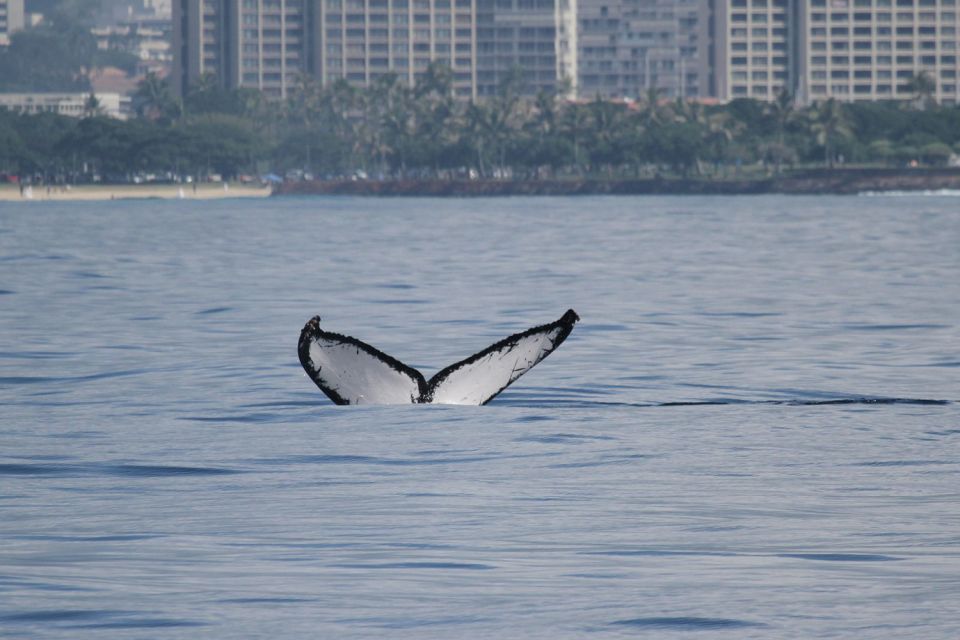 Oahu: Seasonal Whale Watch Cruise - Lunch Options: Skip It or Add the Deli-Style Meal