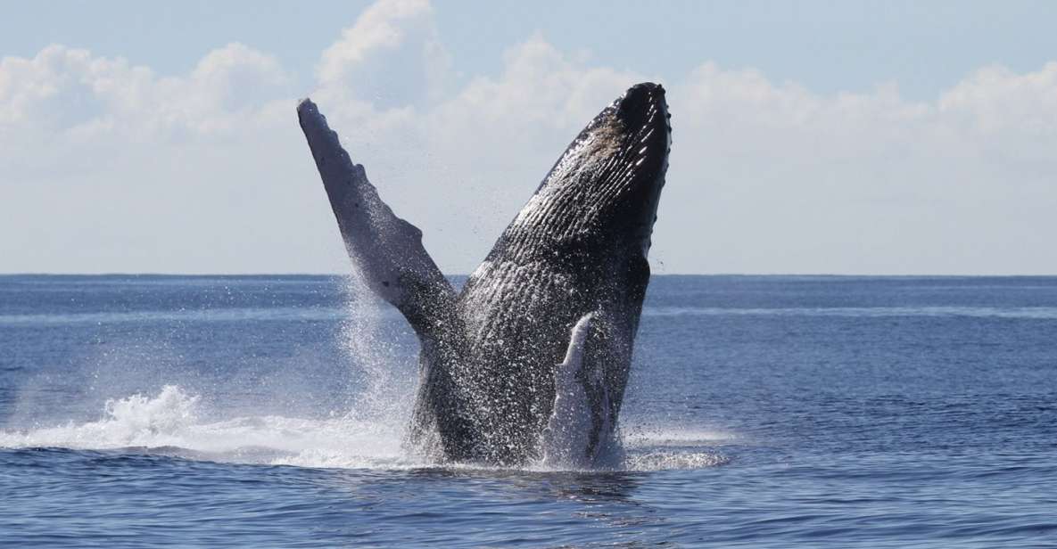 Oahu: Seasonal Whale Watch Cruise - Why Oahu’s South Shore Is Such a Big Deal for Humpbacks