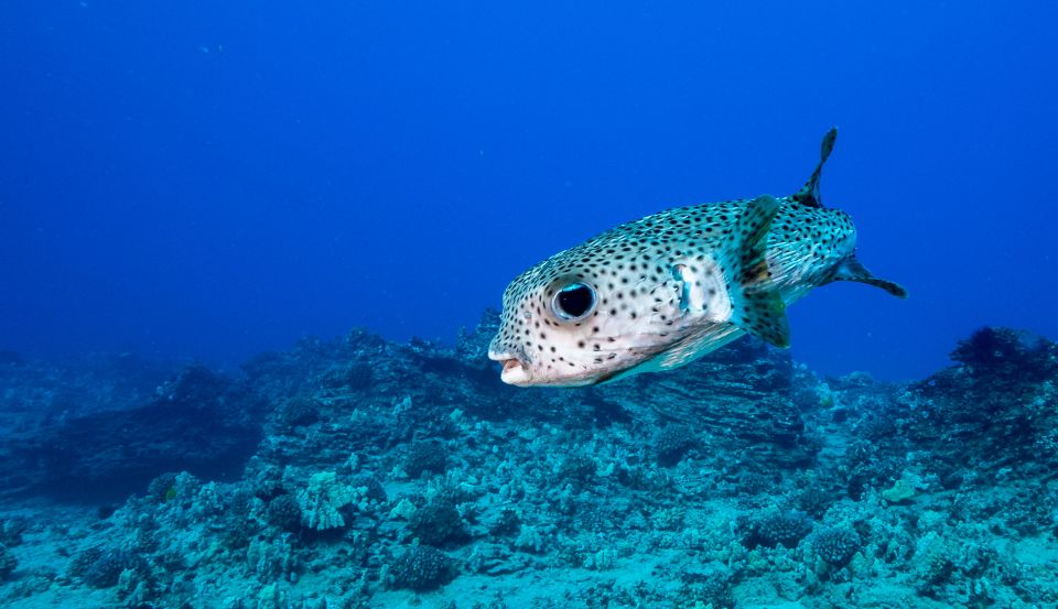 Oahu: Shallow Reef Scuba Dive for Certified Divers - Shallow reef scuba near Ala Moana: why this 3-hour format makes sense