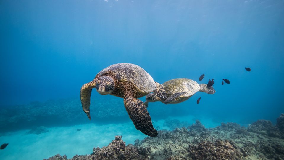 Oahu: Shallow Reef Scuba Dive for Certified Divers - Practical advice: how to get the most from your shallow reef swim