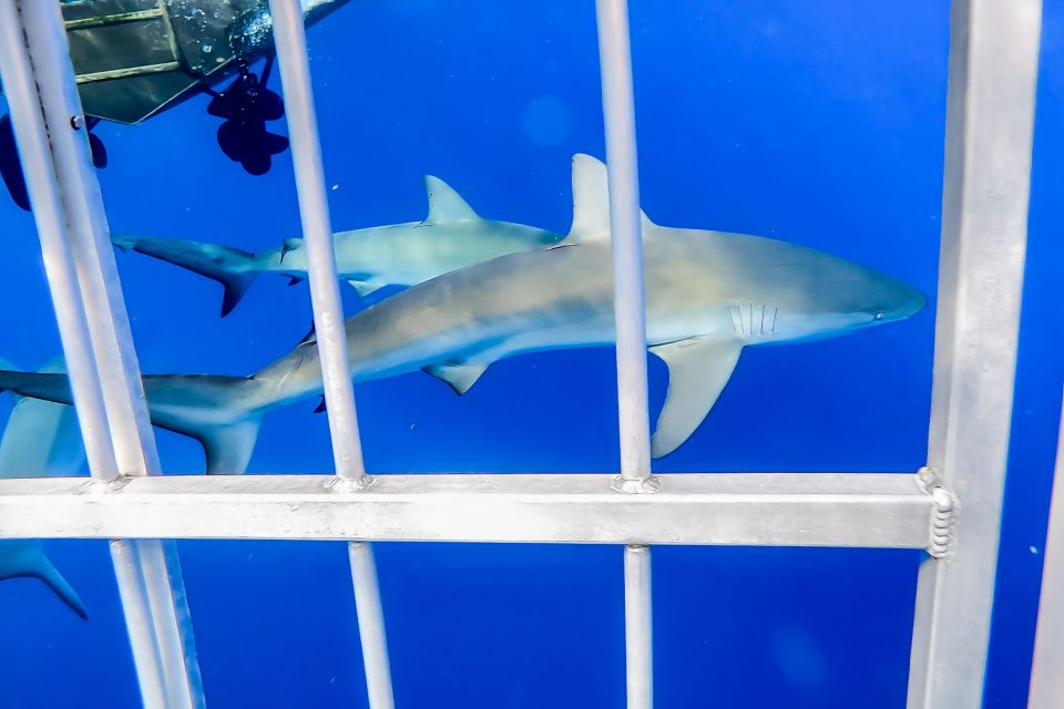 Oahu: Shark Cage Dive on the North Shore - Who This Works Best For (and Who Might Want a Plan B)