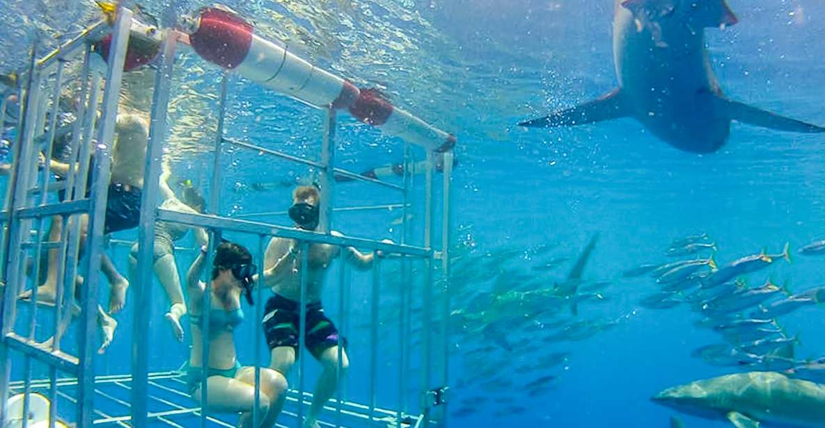 Oahu: Shark Cage Dive on the North Shore - Meeting at Haleiwa Small Boat Harbor: What Happens First