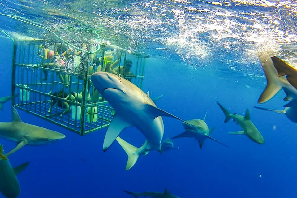 Oahu: Shark Cage Dive on the North Shore - The Shark Cage Session: How It Feels and What You Actually Need to Do